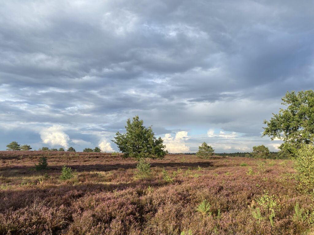 Lüneburgerheide